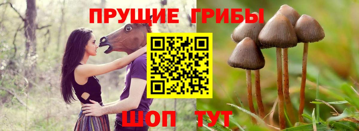 Галлюциногенные грибы Psilocybe Сланцы